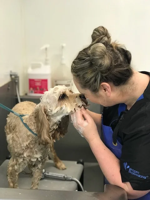 dog grooming hayley wash room.jpeg