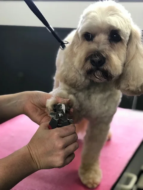 dog grooming nail clipping.jpeg