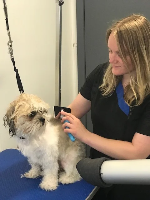 dog grooming vanessa bath and tidy.jpeg