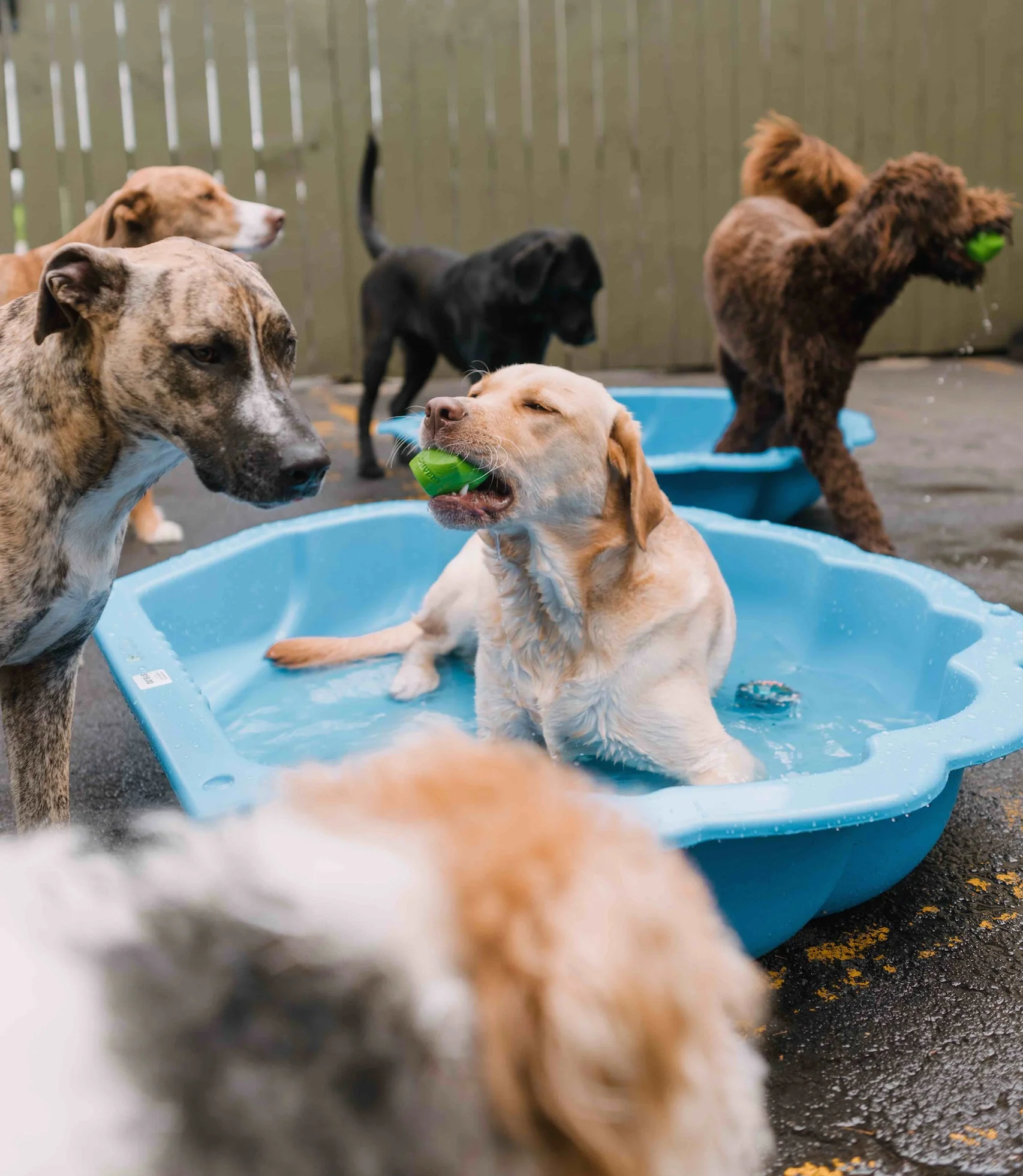 Puppy Training, Dog Daycare & Grooming