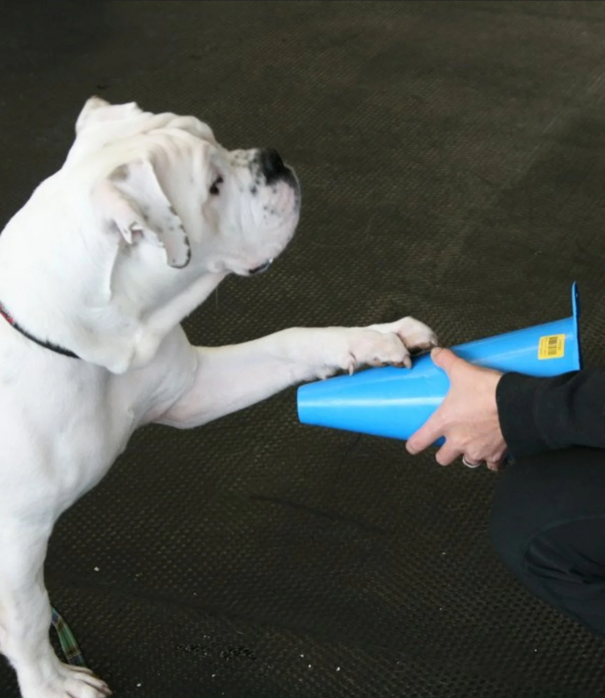 Puppy Training, Dog Daycare & Grooming