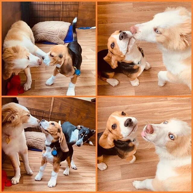 Kisses 😘 .
.
.

#puppynursery #puppynurserynz #thepuppynurserynz #nursery #puppy #puppies #pup #dog #doggo #cute #sweet #playful #fun #happy #friends #daycare #doggydaycare #babies #playtime #school #bestfriends #bff #🐾 #🐶