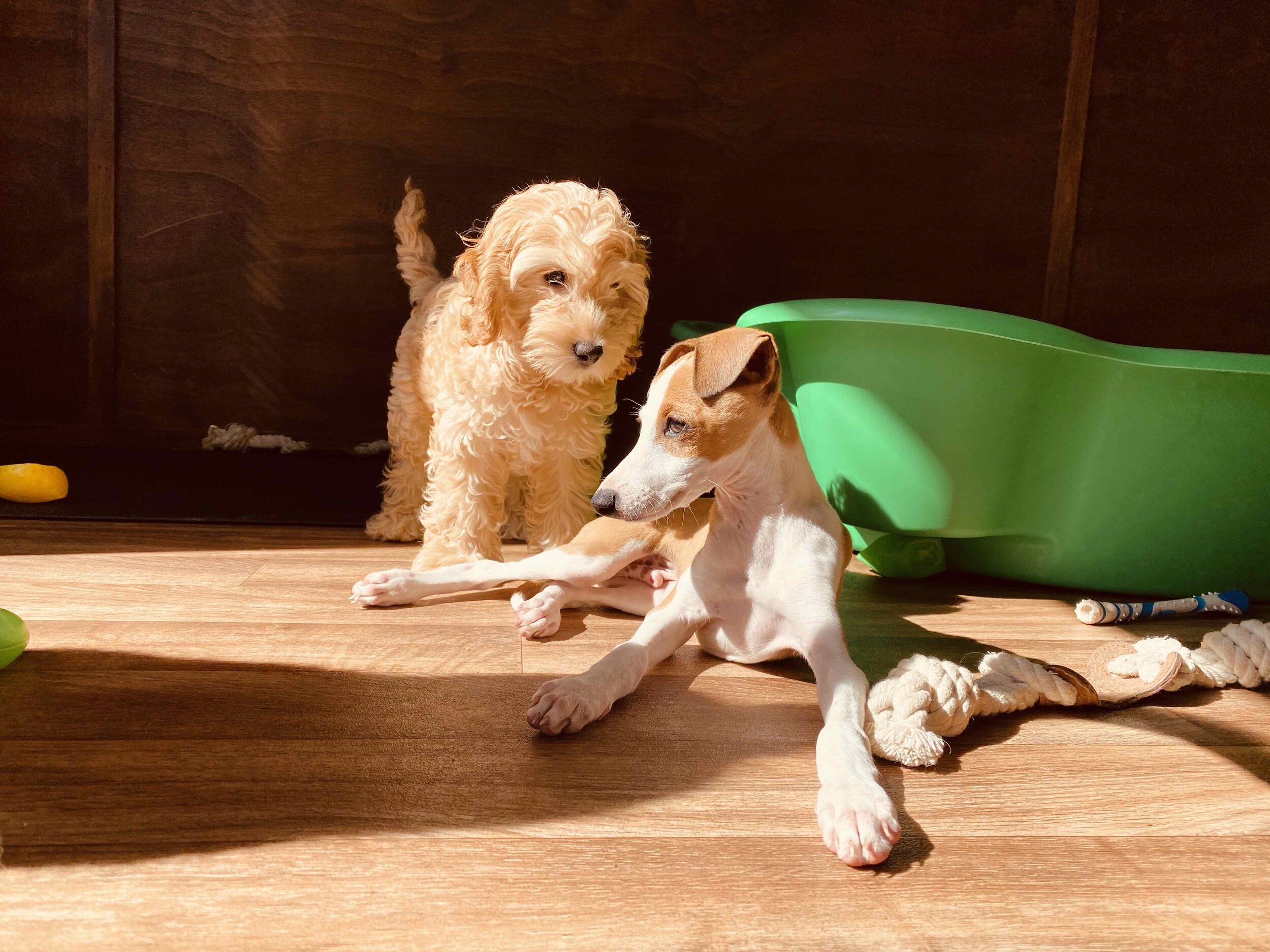 puppy fun in the sun web.jpg