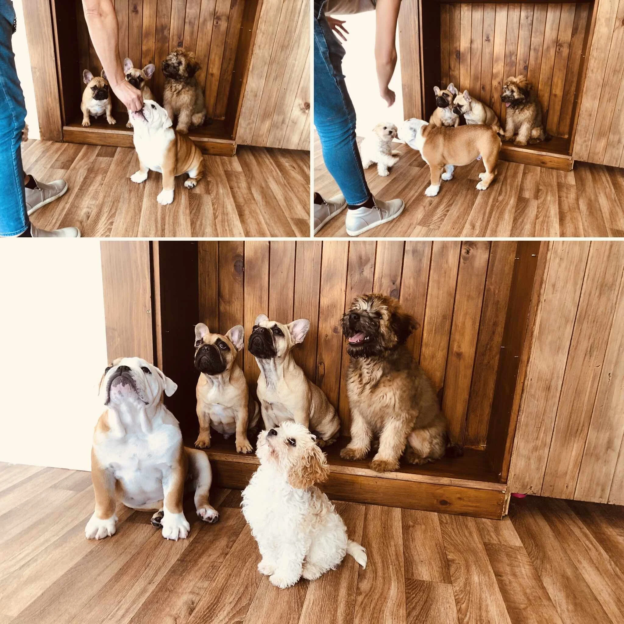 Puppy perfect Manners