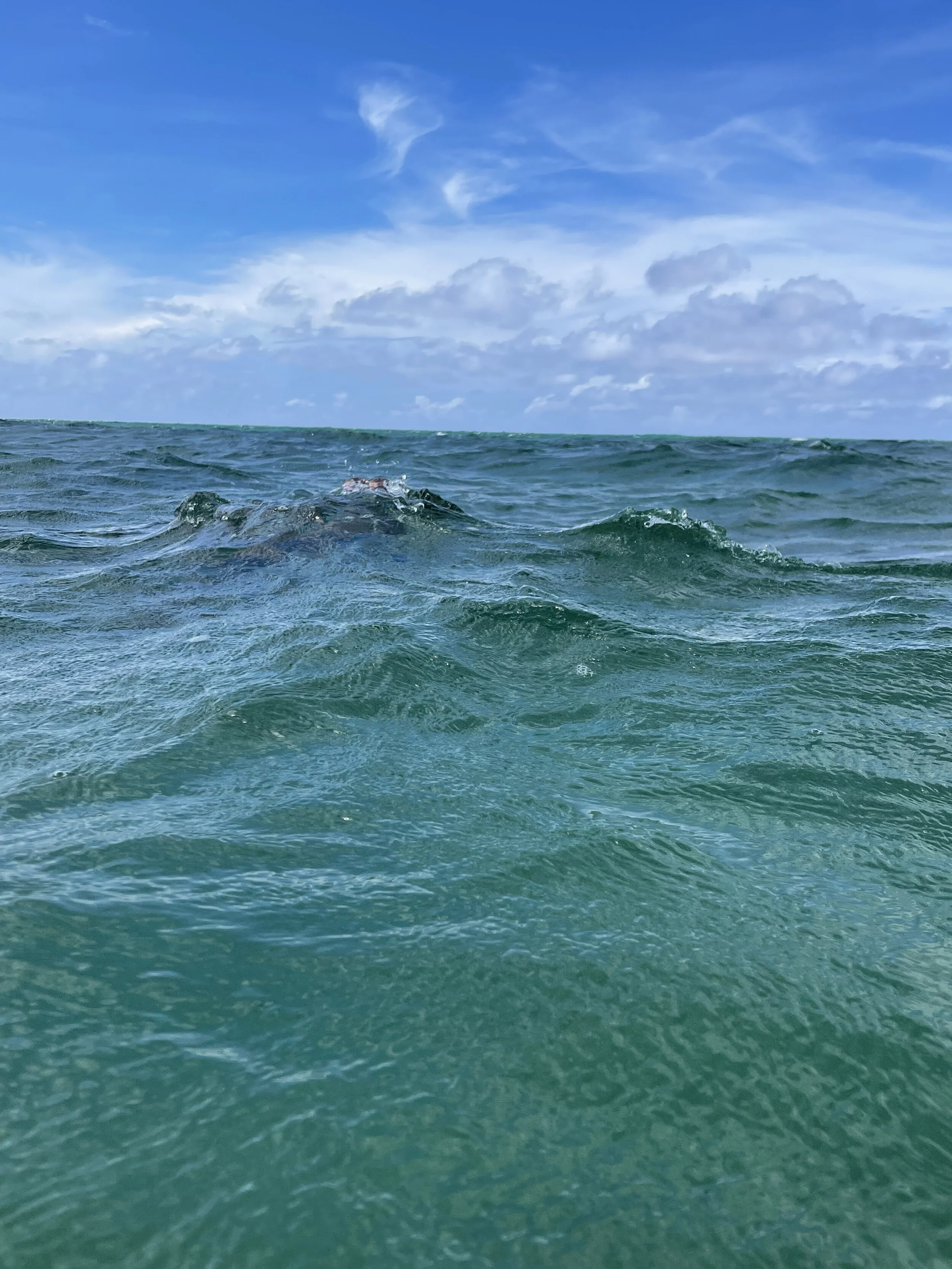 IMG_4472.jpeg