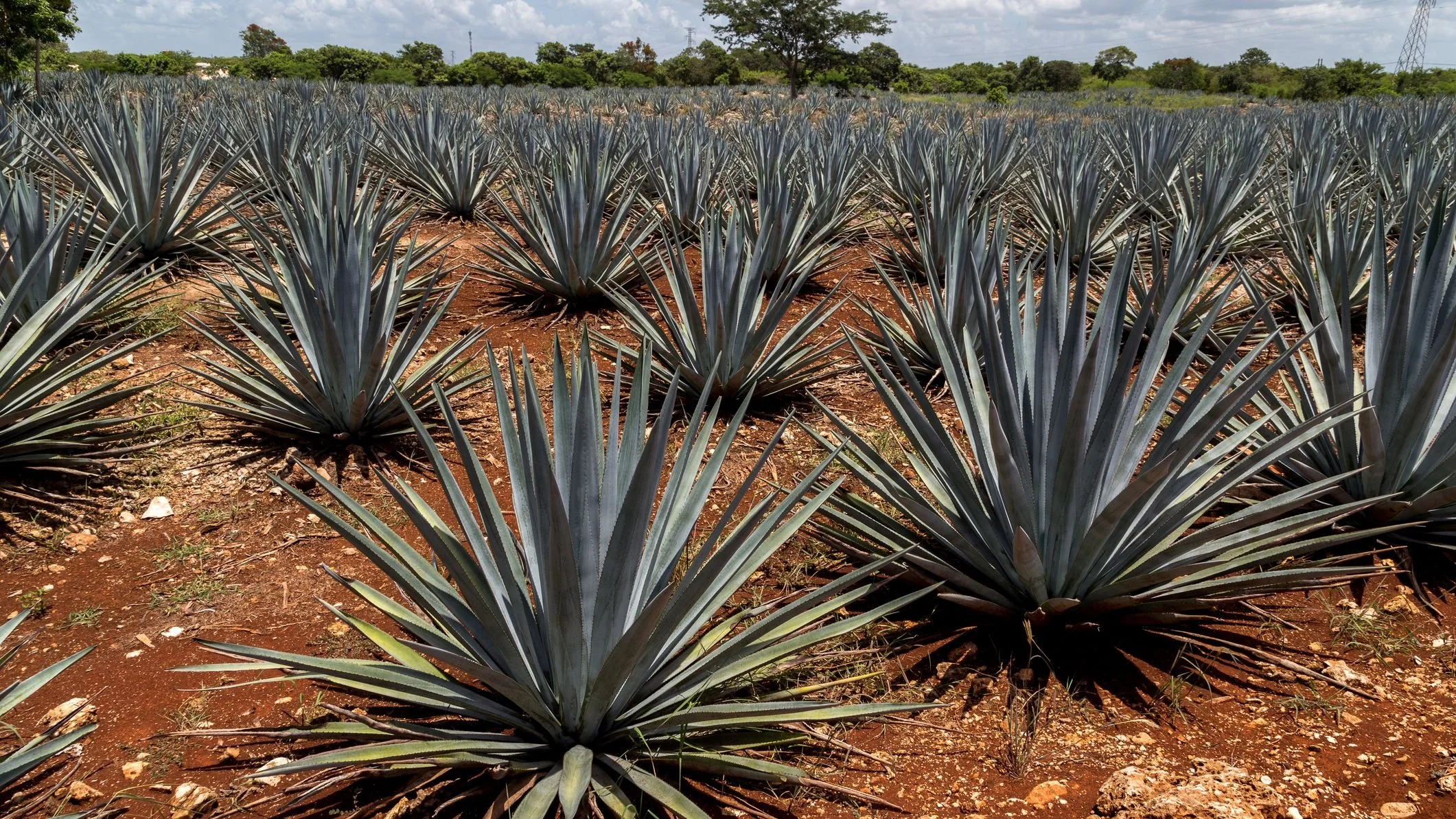 agave-plantation--growing-mezcal--537662219-224a9ff573964ee99f86456a358ab71d.jpeg
