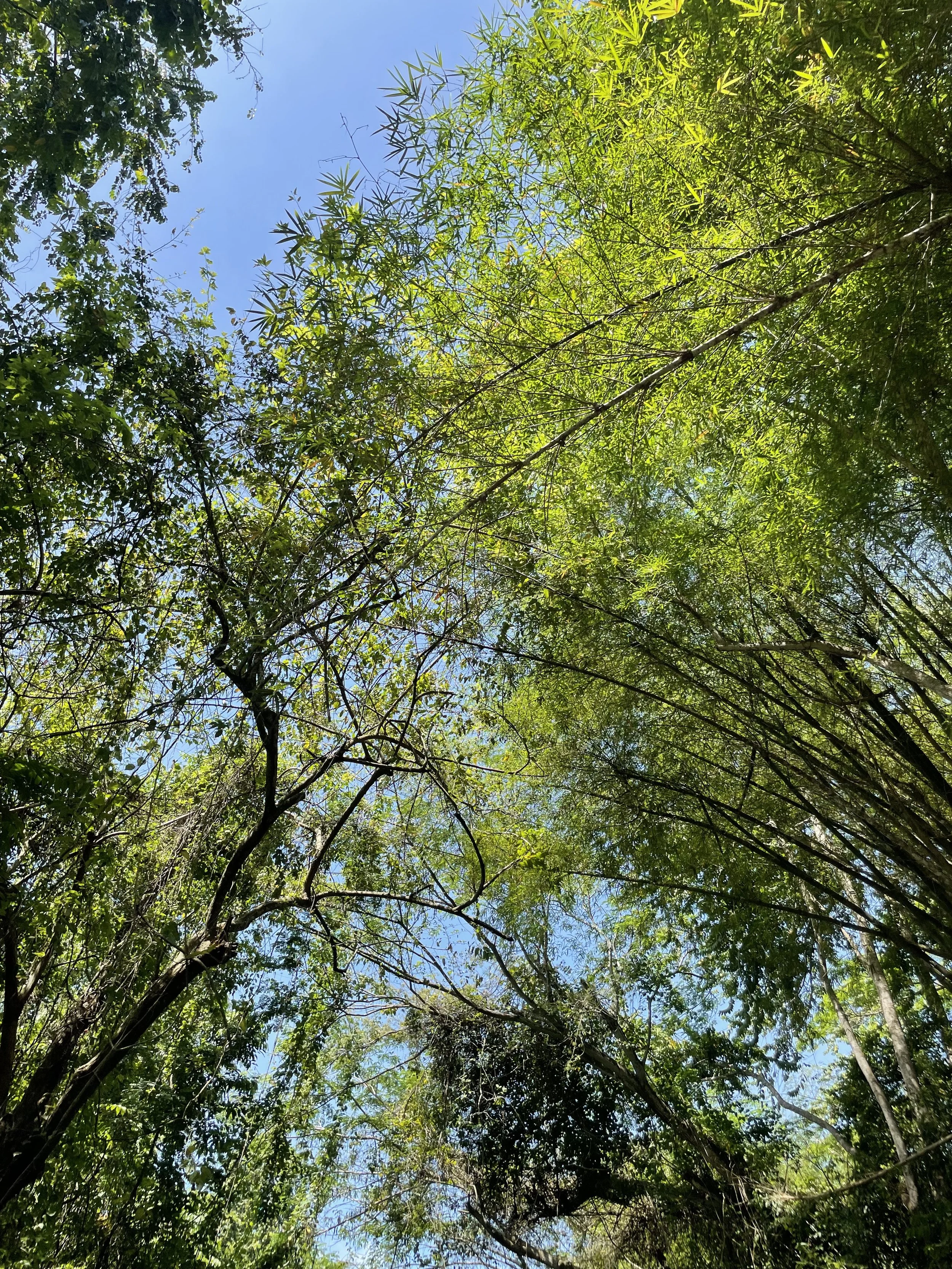 IMG_3735.jpeg