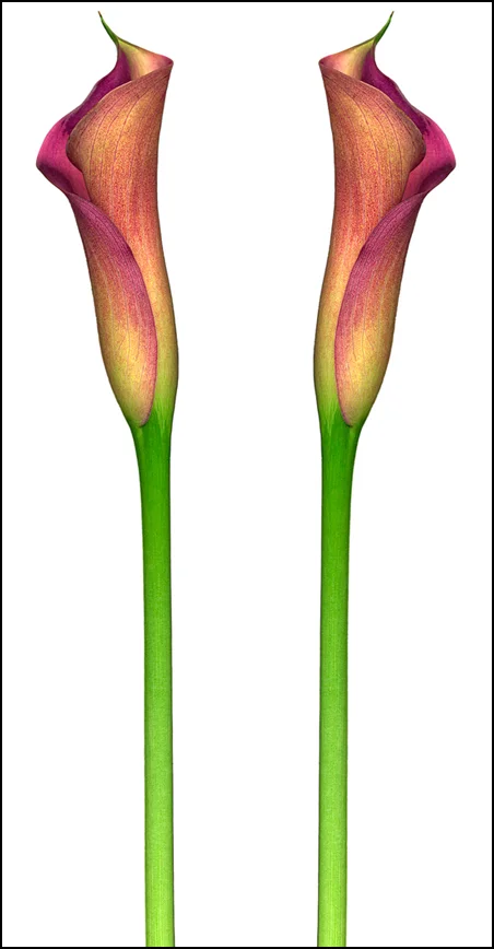 Flower Composite Border.jpg