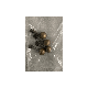 POLOKIT-D-I_(Thumbnail).png