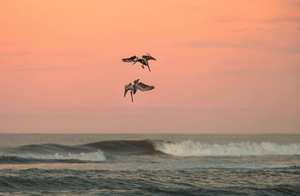 pelicanos costa rica