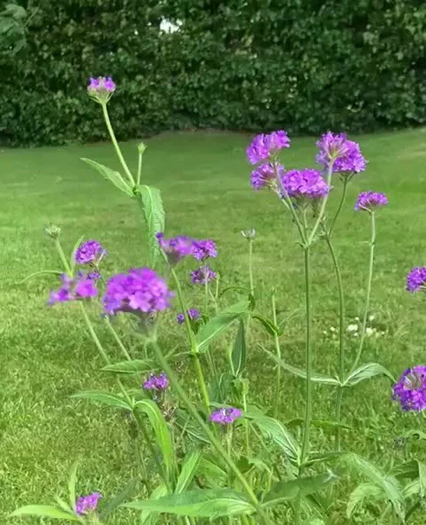 Sonali Sharma MD MSc Psychiatrist in Flatiron, Manhattan (NYC) and Williamsburg, Brooklyn