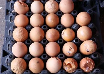 eggs-1.jpg