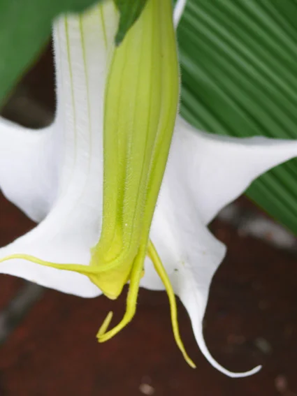 floripondio1-28.jpg