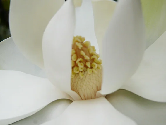 magnolia1-50.jpg