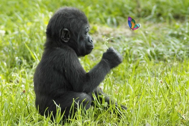 chimpance-53.jpg
