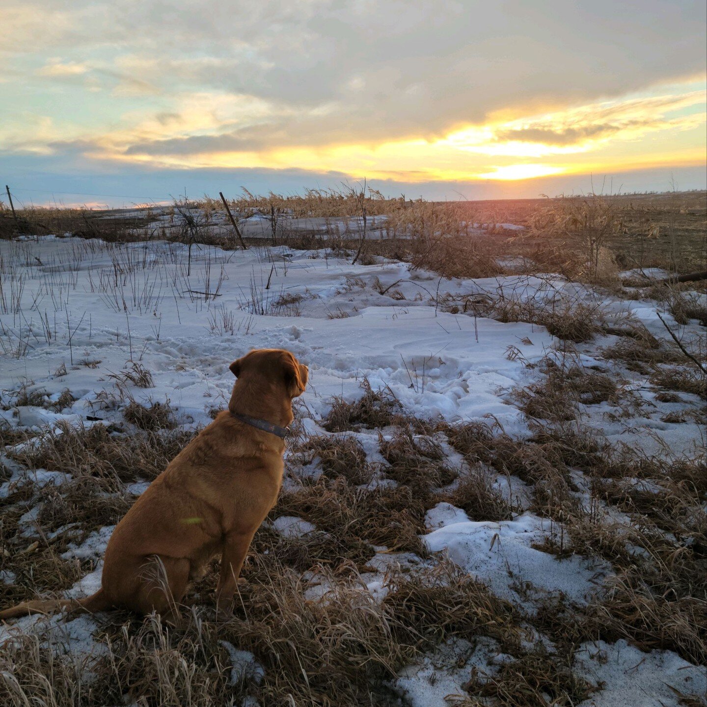 These are some of the faces of suicide survivors. This red Lab lost his beloved veteran 3-plus years ago. I know he still fishes with him, in his dreams. And this oh-so-dear-to-us brown face? His journey is just beginning. These Labs For Liberty serv