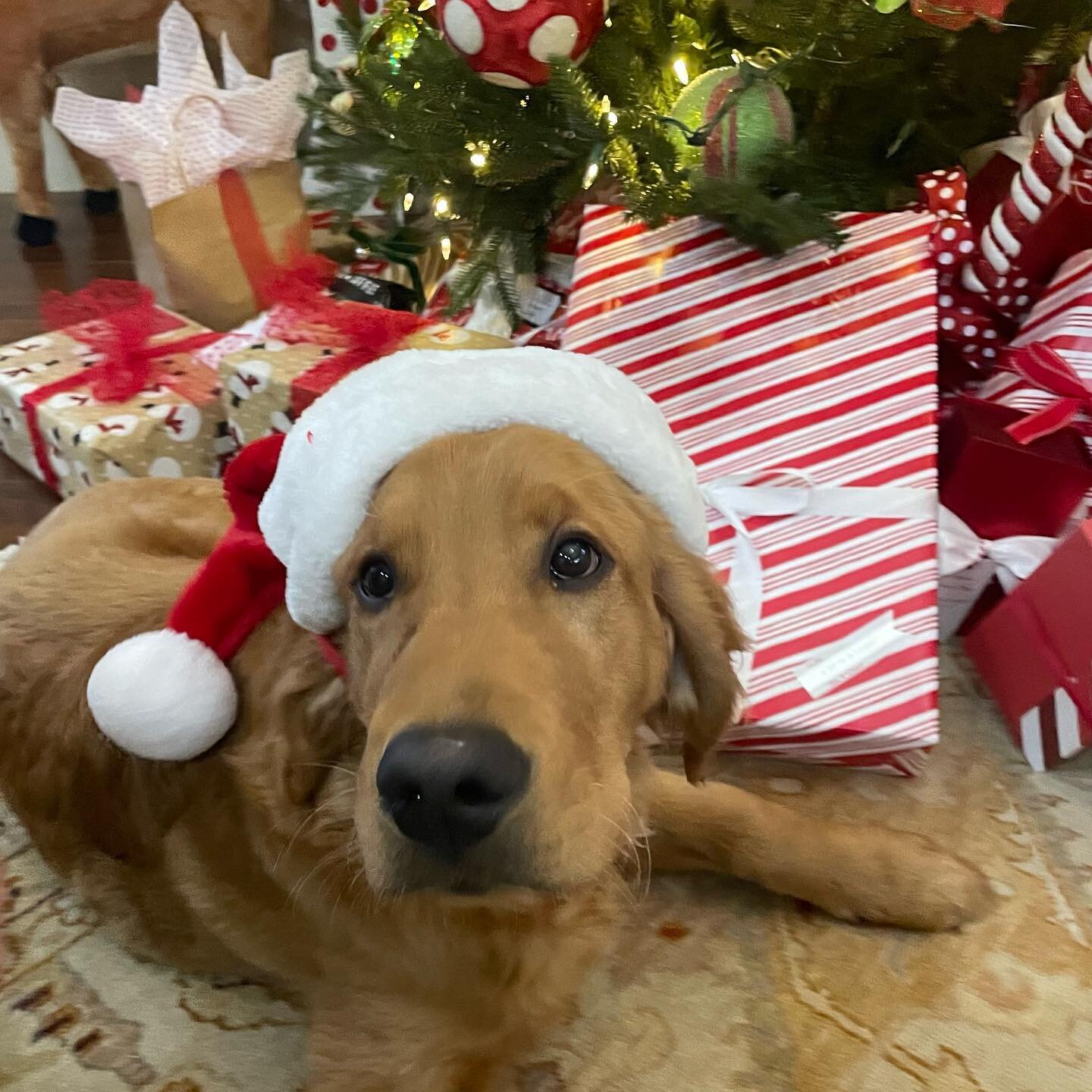 Merry Christmas from the Labs for Liberty family!
