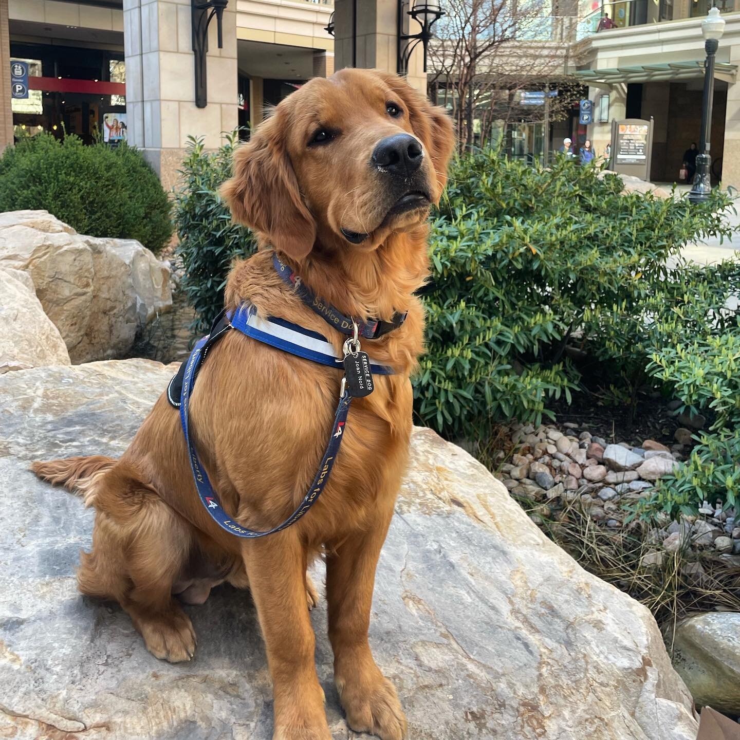 Labs For Liberty isn&rsquo;t all Labs! Meet Rufus, our first golden retriever in training! While our mission is to train hunting labs for our veterans, there are special cases where we get to work with other breeds such as golden retrievers!