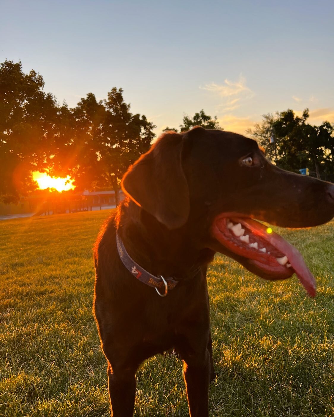 New recruit Valor is a rescue pup turned service pup in training! We can&rsquo;t wait to see him get a second chance and change lives!