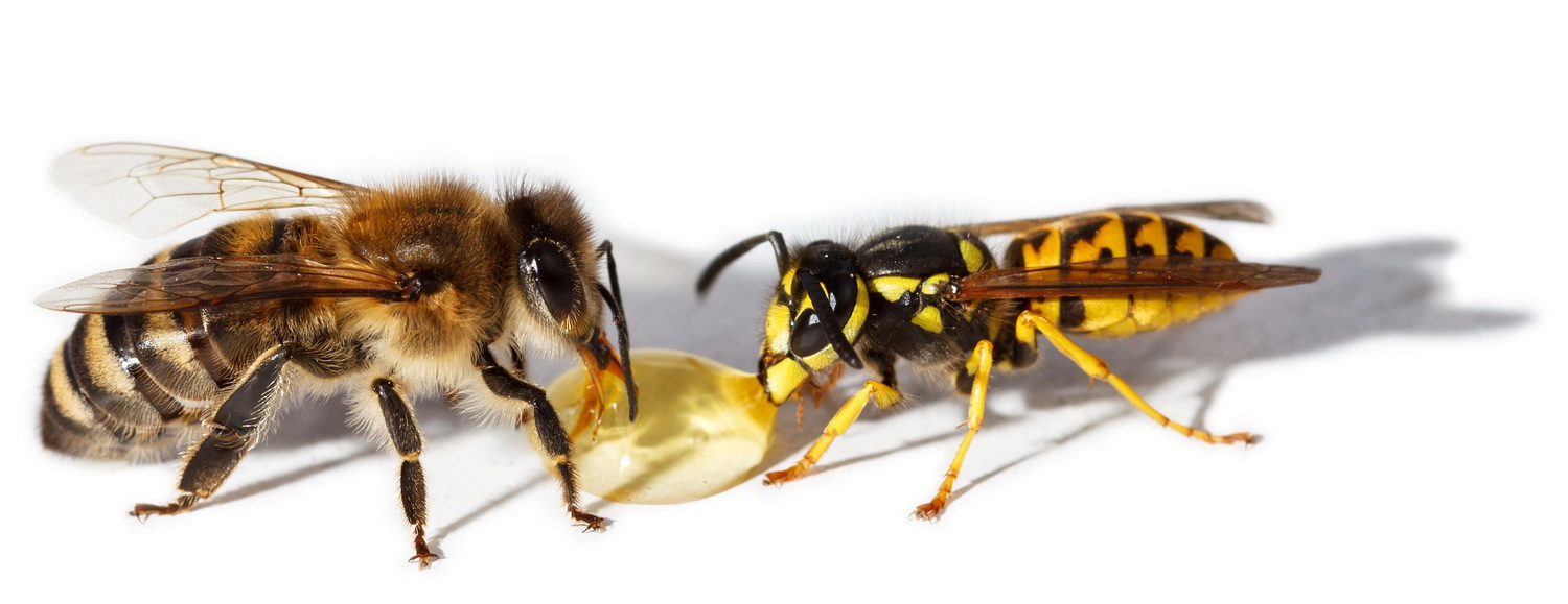 bee-yellow-jacket-wasp.jpg