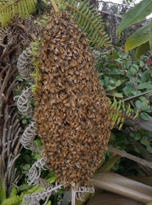 Bee Swarm on fern