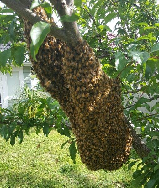 Large bee swarm