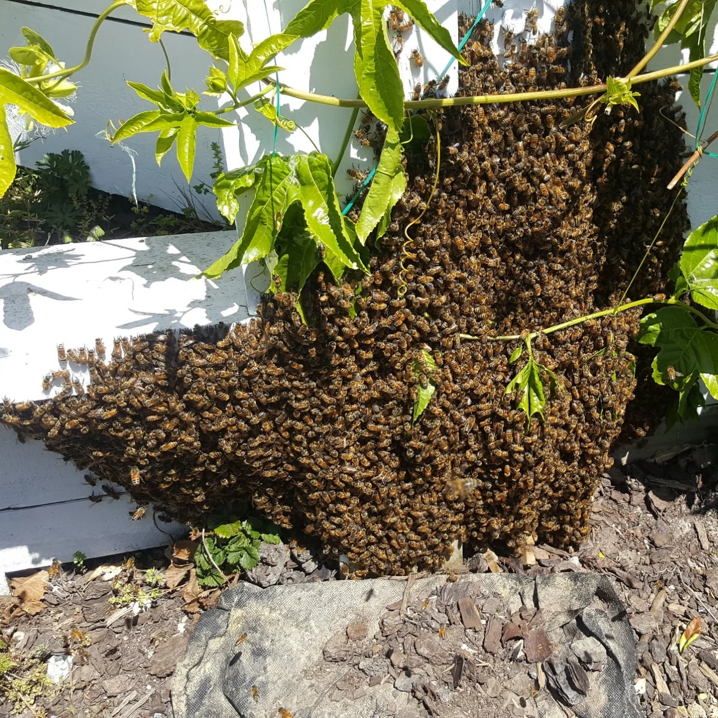 Bee Swarm on wall