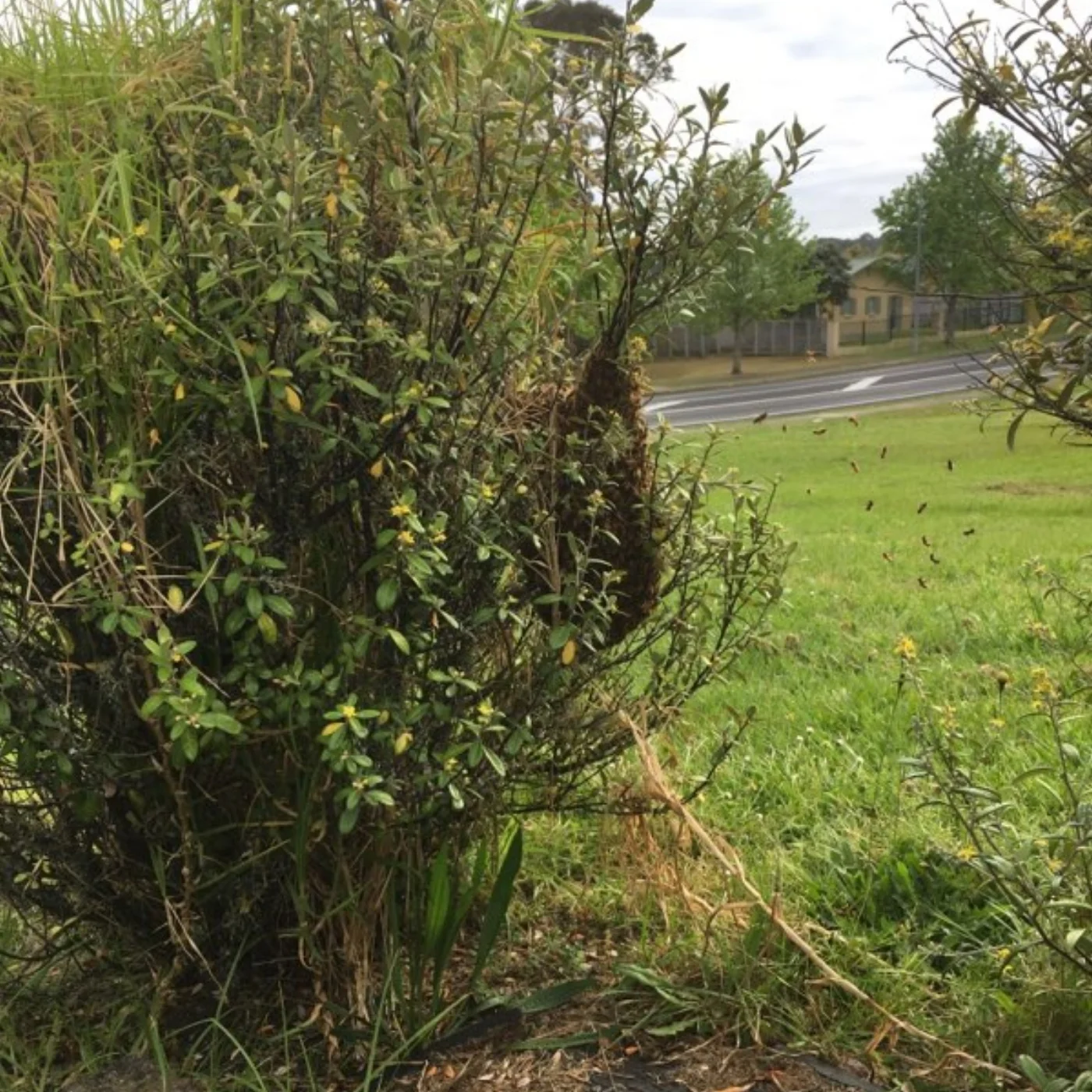 Bee Swarm on bush
