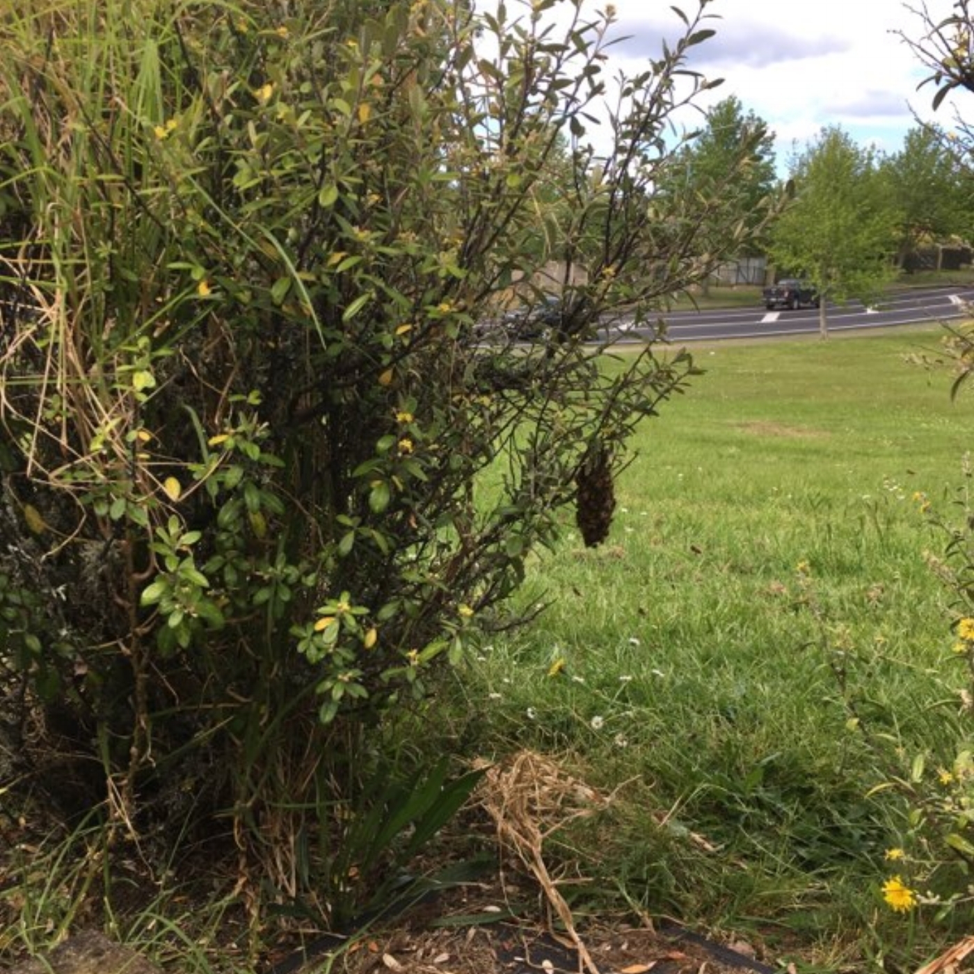 Bee Swarm left behind on bush