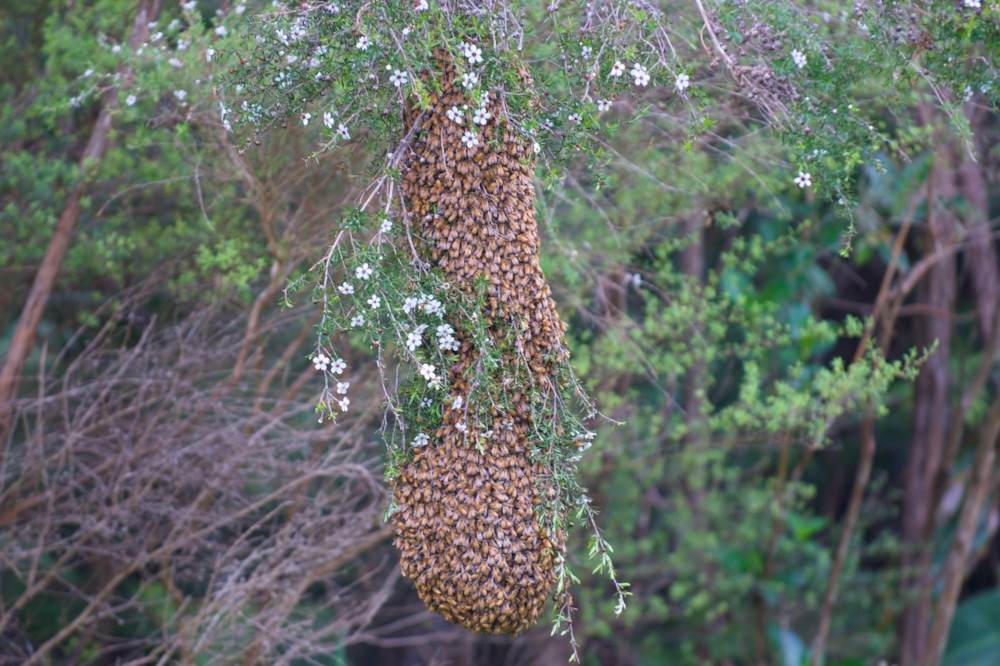 bee swarm
