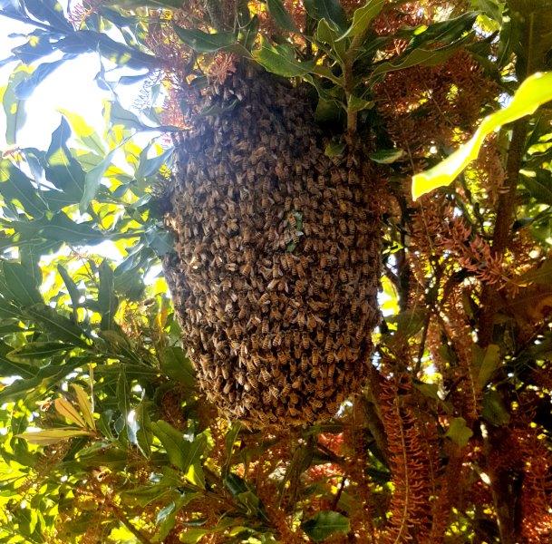 Bee swarm 6a.jpg