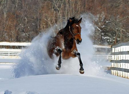 Wintering your Horse