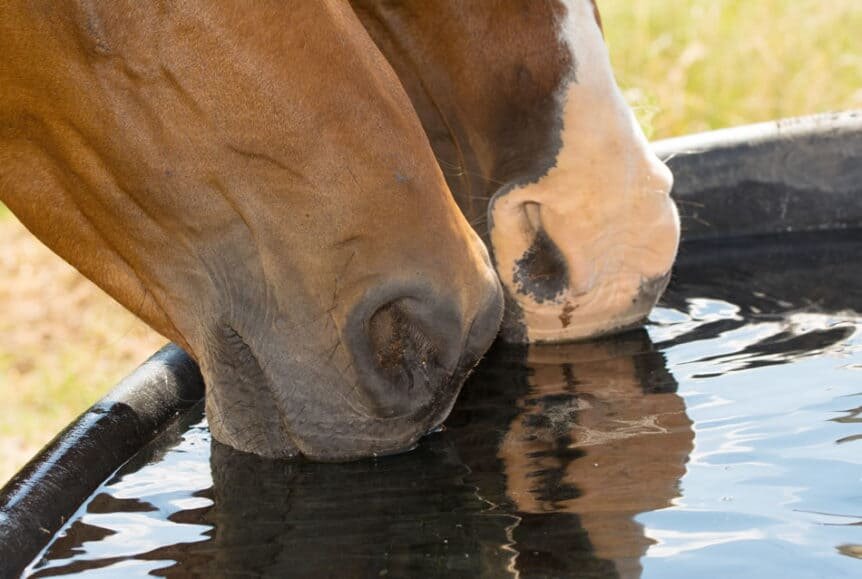 How Much Water Does My Horse Need?