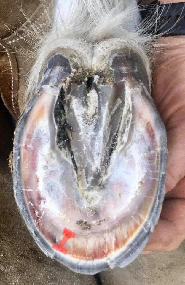 The red line here indicated stretching of the white line. When the non-sensitive laminae are weakened they stretch under the normal mechanical forces. Also note the bruising that occurs from tearing of the sensitive laminae and subsequent bleeding.