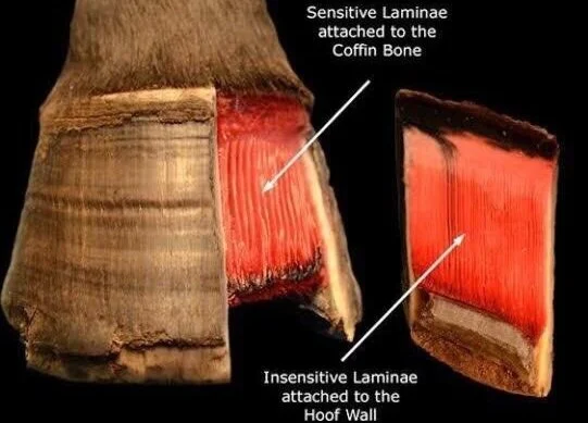 Laminitis - definitions, causes and early signs