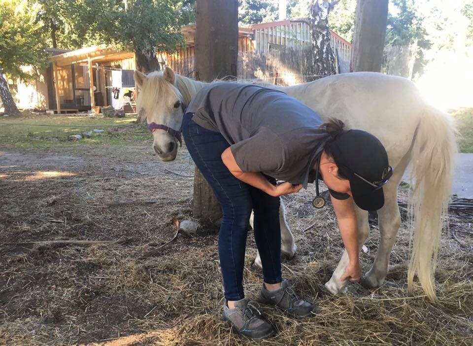 Laminitis - diagnosis, management and prevention