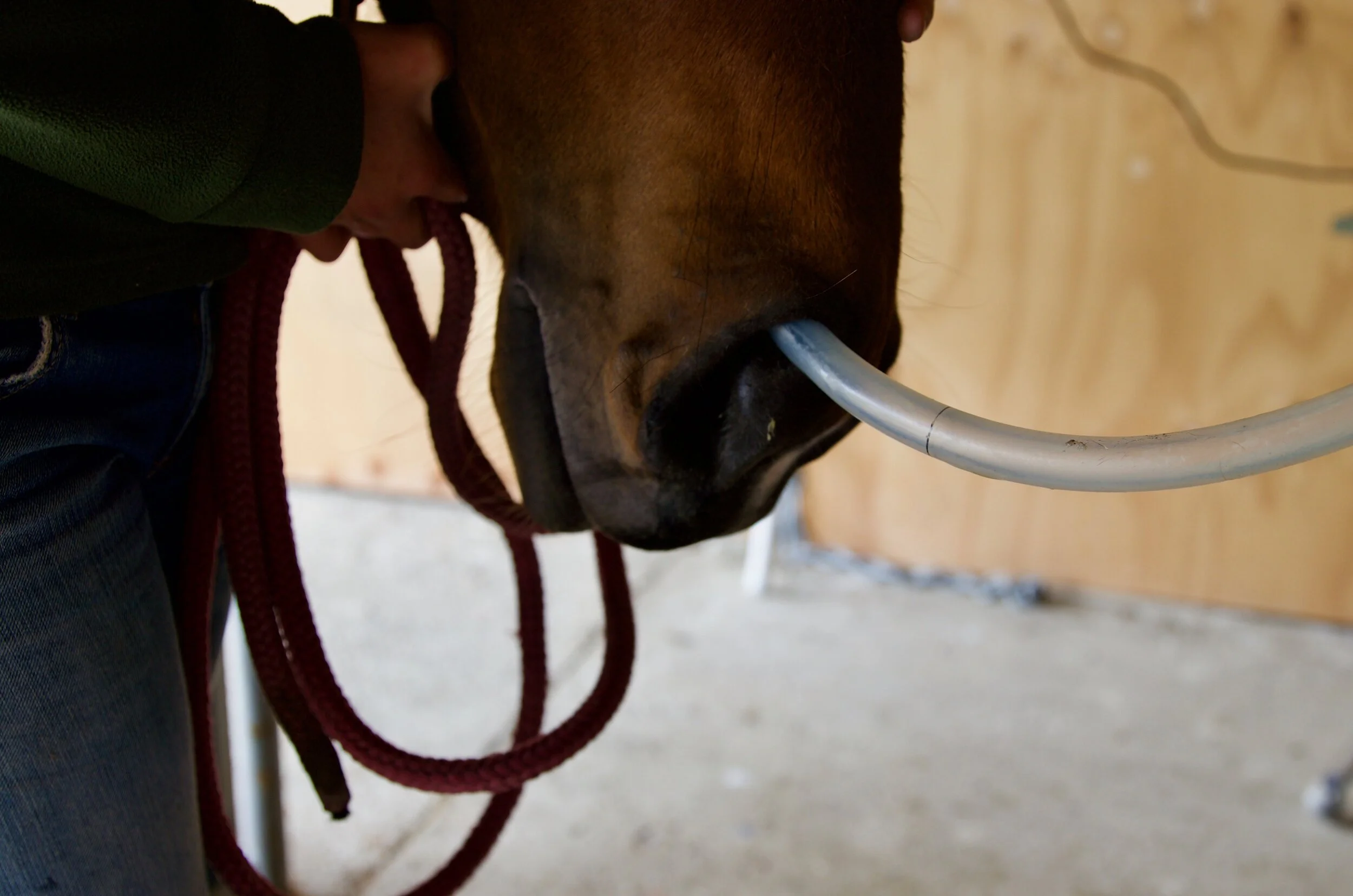 Gastric Ulceration is real!!! Take a look!