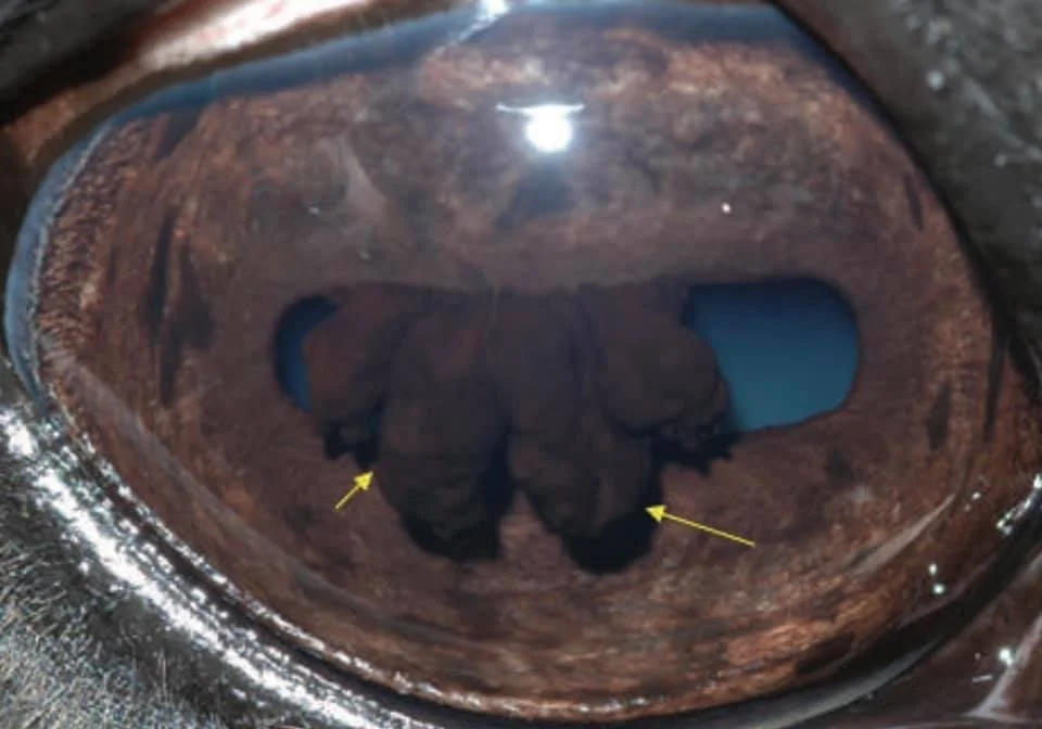 Corpora Nigra In Horse Eyes