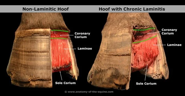 Laminitis