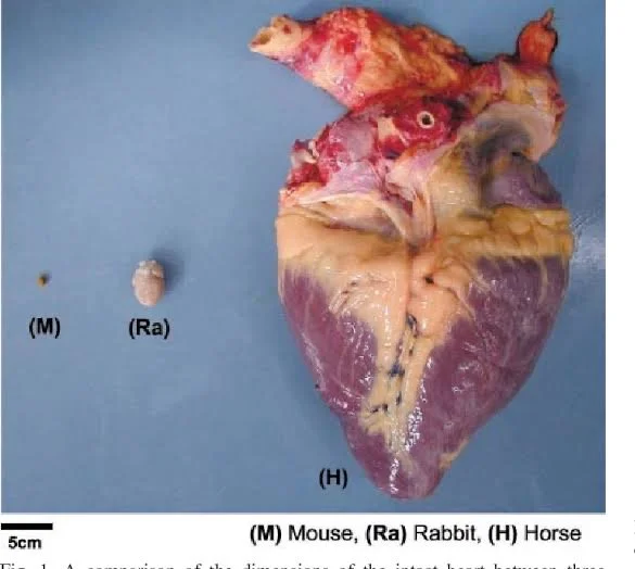 A Horses' Heart 