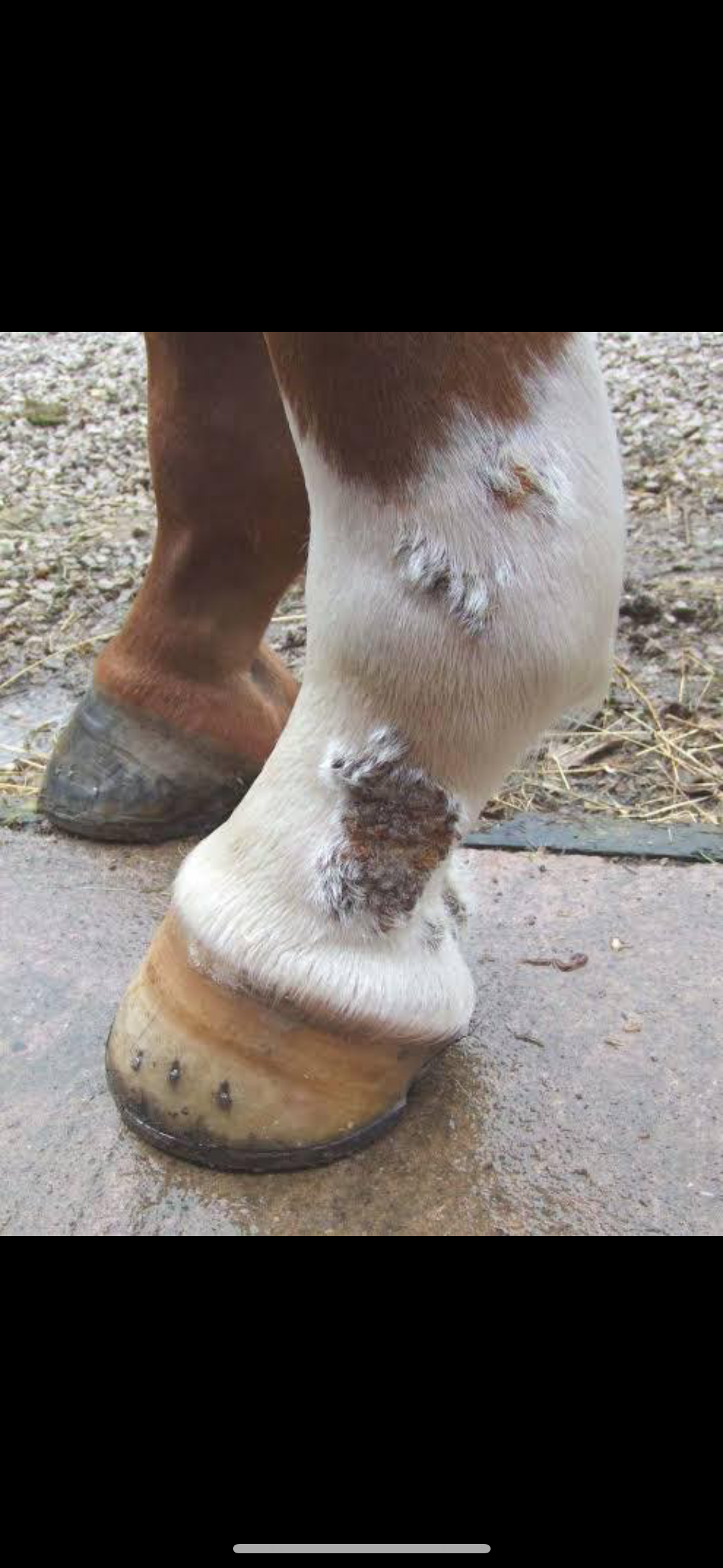 Why won't this Mud Fever go?