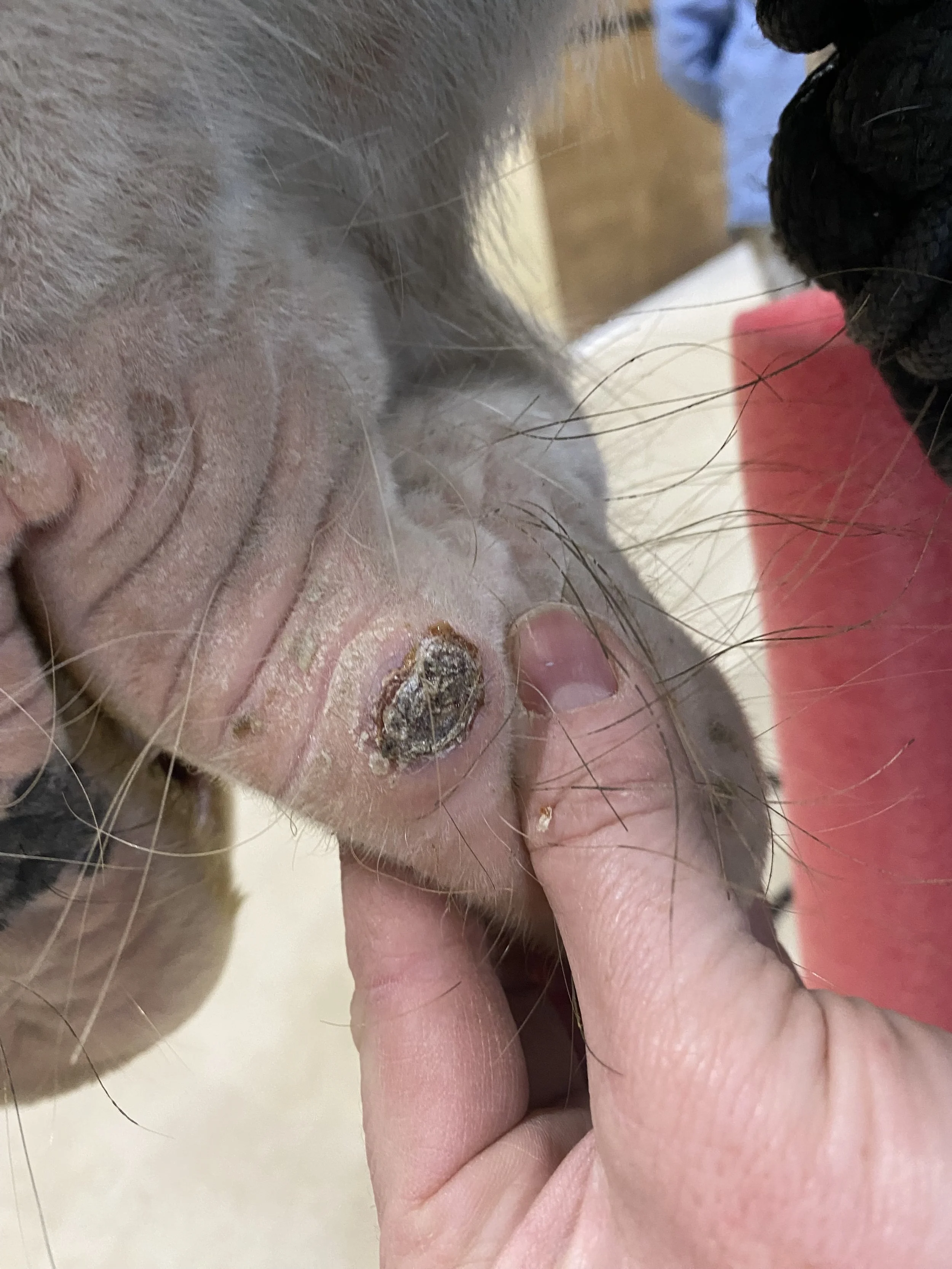 The Squamous Cell Carcinoma (SCC)