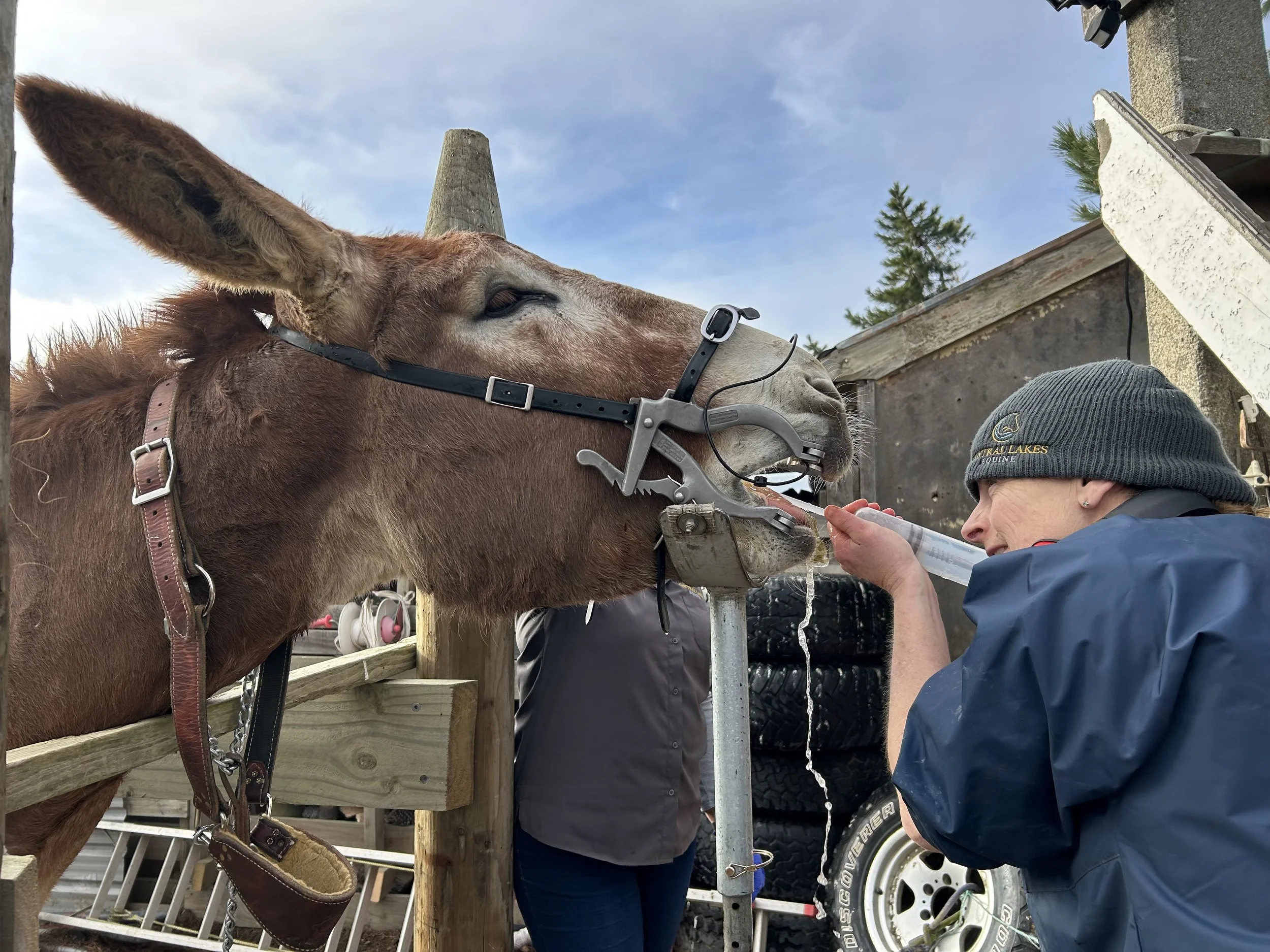Donkeys vs Horses
