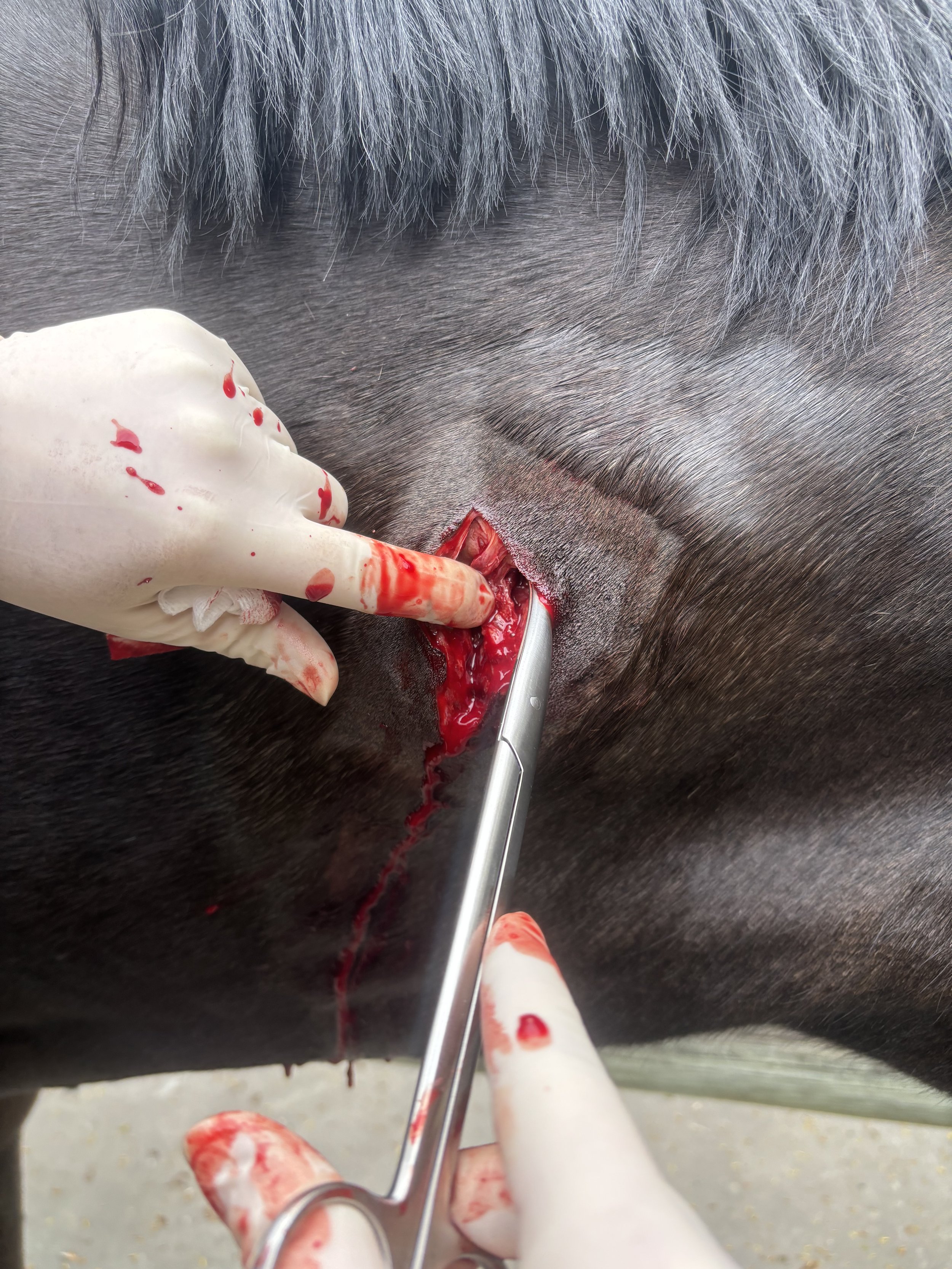🐴 Is Your Horse Feeling Itchy? Let’s Talk Skin Allergies! 🌿