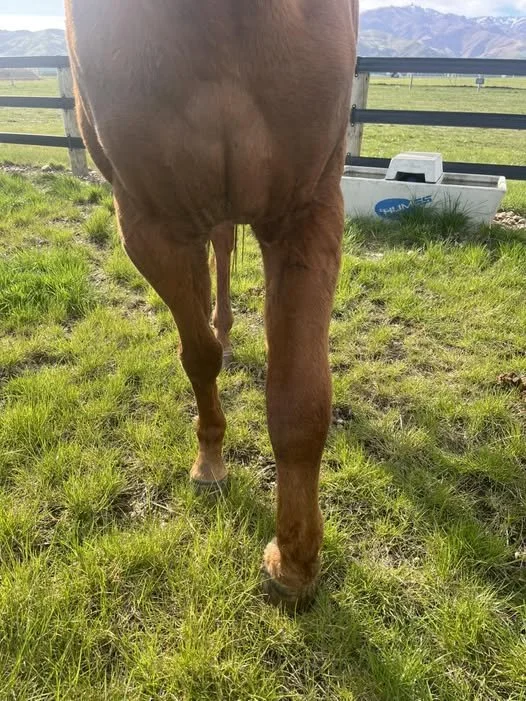 Cellulitis in Horses 