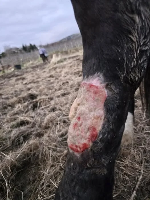 Wound Healing in Horses: Why “Proud Flesh” Is So Common