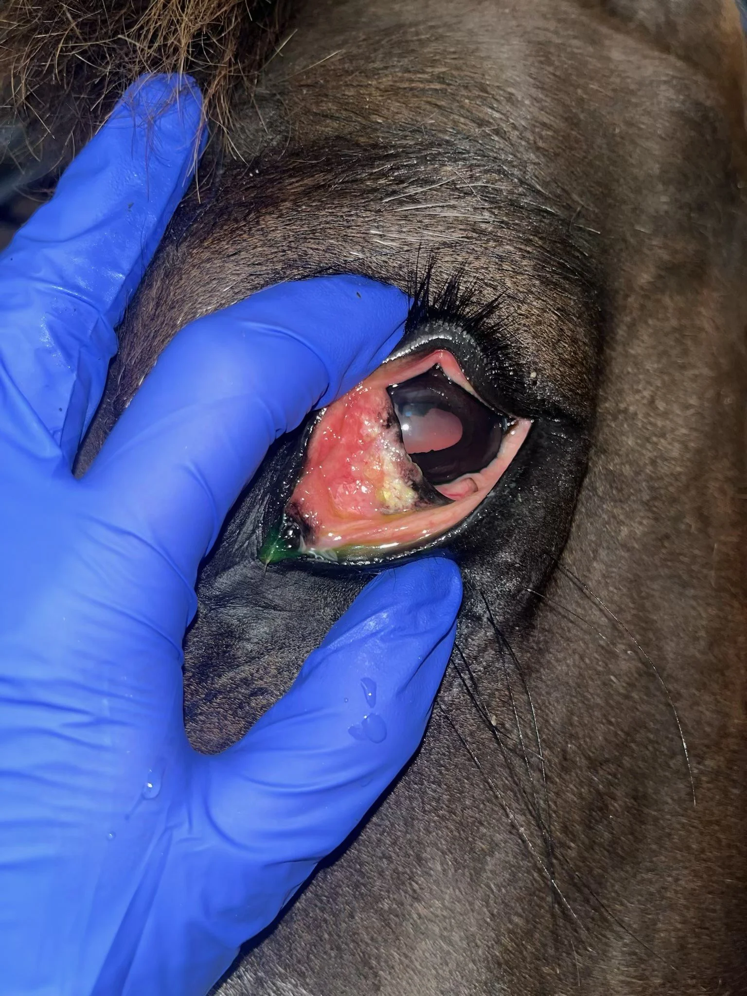 Third Eyelid Squamous Cell Carcinoma (SCC) in Horses