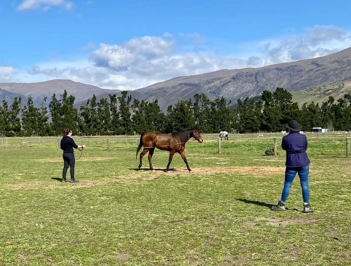 Happy New Year from all of us at Central Lakes Equine!