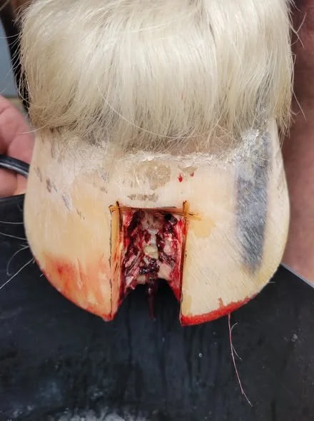 Equine Health Spotlight: Keratomas in Horses