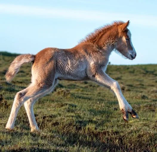 Breeding Season is in Full Swing — and That Means Foal Checks Are, Too!